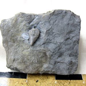 Heteroschisma subtruncatum Blastoid #5