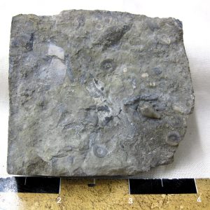 Heteroschisma subtruncatum Blastoid #6