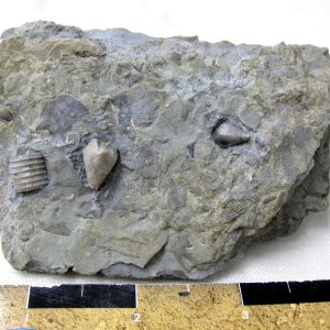 Heteroschisma subtruncatum Blastoid #7