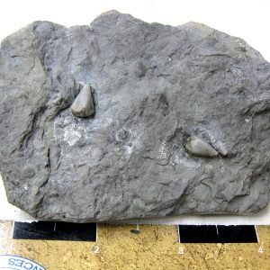Heteroschisma subtruncatum Blastoid #8