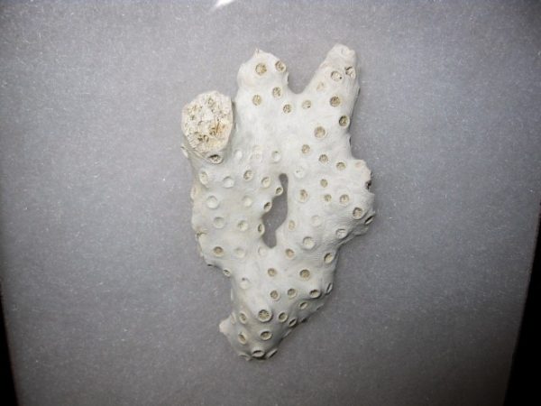 Maryland Astrhelia Coral #5 - Image 2