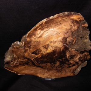 Genuine Petrified Wood Nevada Juniper- For Sale- Miocene Age #1