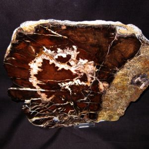 Genuine Petrified Wood Oregon Oak For Sale- Miocene Age #1