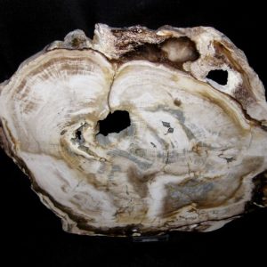 Genuine Petrified Wood Washington For Sale- Miocene Age #1