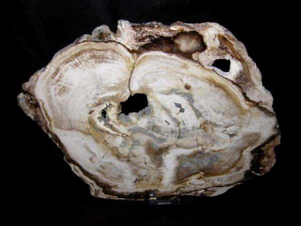 Genuine Petrified Wood Washington For Sale- Miocene Age #1