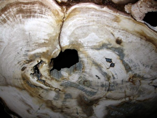 Genuine Petrified Wood Washington For Sale- Miocene Age #1a