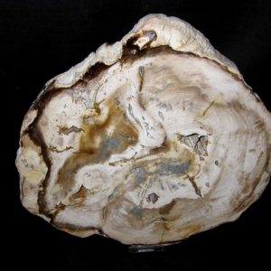 Genuine Petrified Wood Washington For Sale- Miocene Age #2