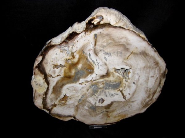 Genuine Petrified Wood Washington For Sale- Miocene Age #2