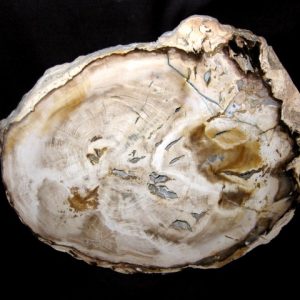 Genuine Petrified Wood Washington For Sale- Miocene Age #3