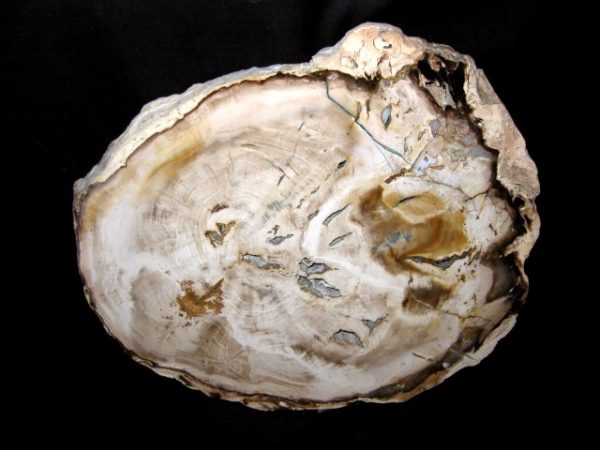 Genuine Petrified Wood Washington For Sale- Miocene Age #3