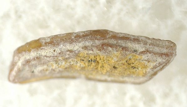 Genuine Miocene Age Heterodontus Bull Shark Tooth Fossil for Sale from California #23a