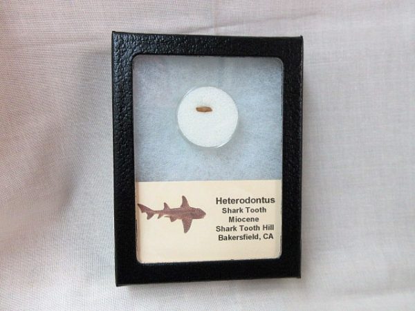 Heterodontus Shark Tooth #2