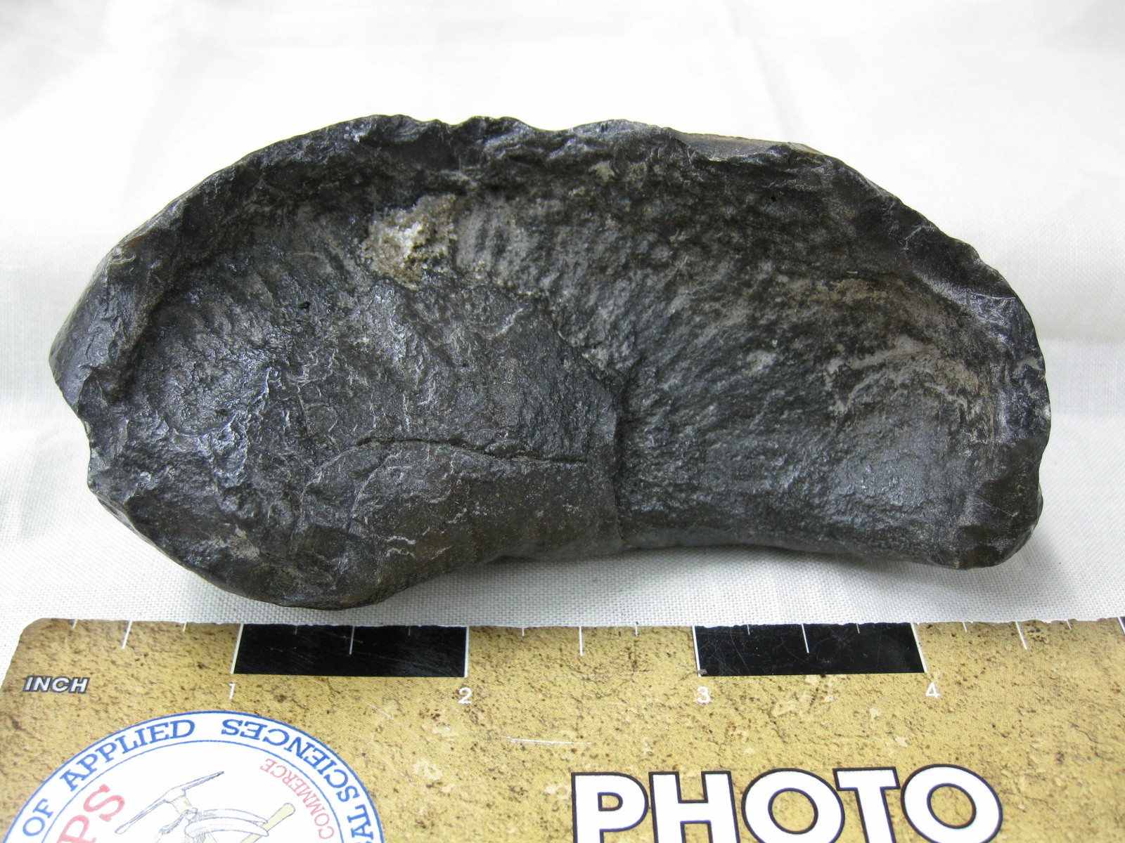 Whale Ear Bone #8 | Fossils for Sale