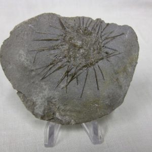 Genuine Mississippian Age Archaeocidaris Echinoid Fossils for Sale from Missouri #10