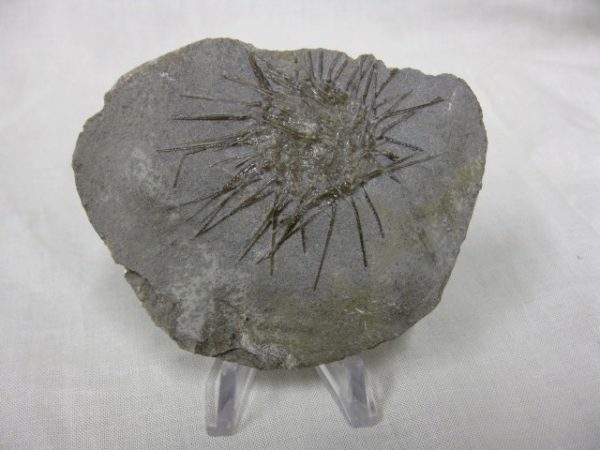 Genuine Mississippian Age Archaeocidaris Echinoid Fossils for Sale from Missouri #10