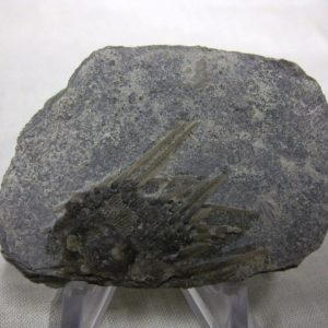 Genuine Mississippian Age Archaeocidaris Echinoid Fossils for Sale from Missouri #2