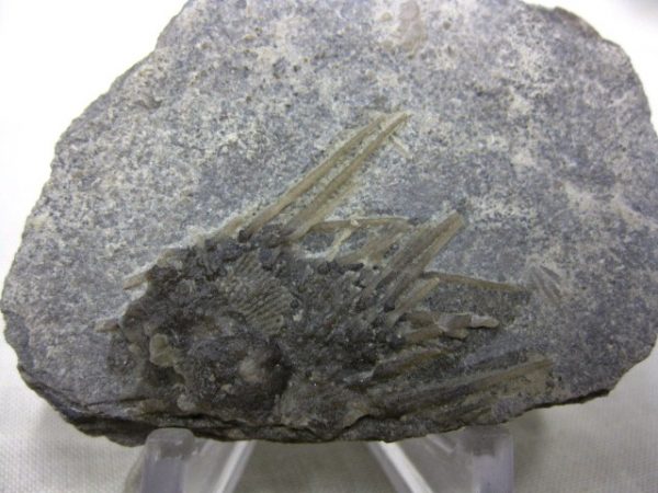 Genuine Mississippian Age Archaeocidaris Echinoid Fossils for Sale from Missouri #2a