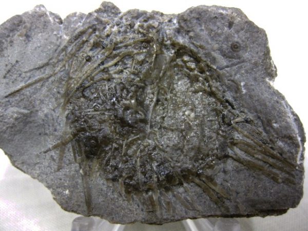 Genuine Mississippian Age Archaeocidaris Echinoid Fossils for Sale from Missouri #5a