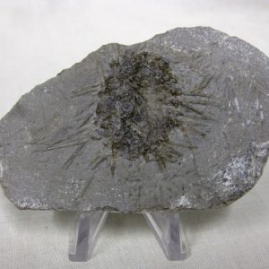 Genuine Mississippian Age Archaeocidaris Echinoid Fossils for Sale from Missouri #7