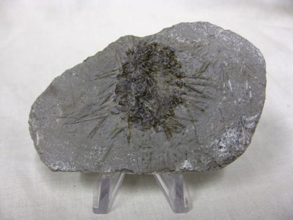 Genuine Mississippian Age Archaeocidaris Echinoid Fossils for Sale from Missouri #7