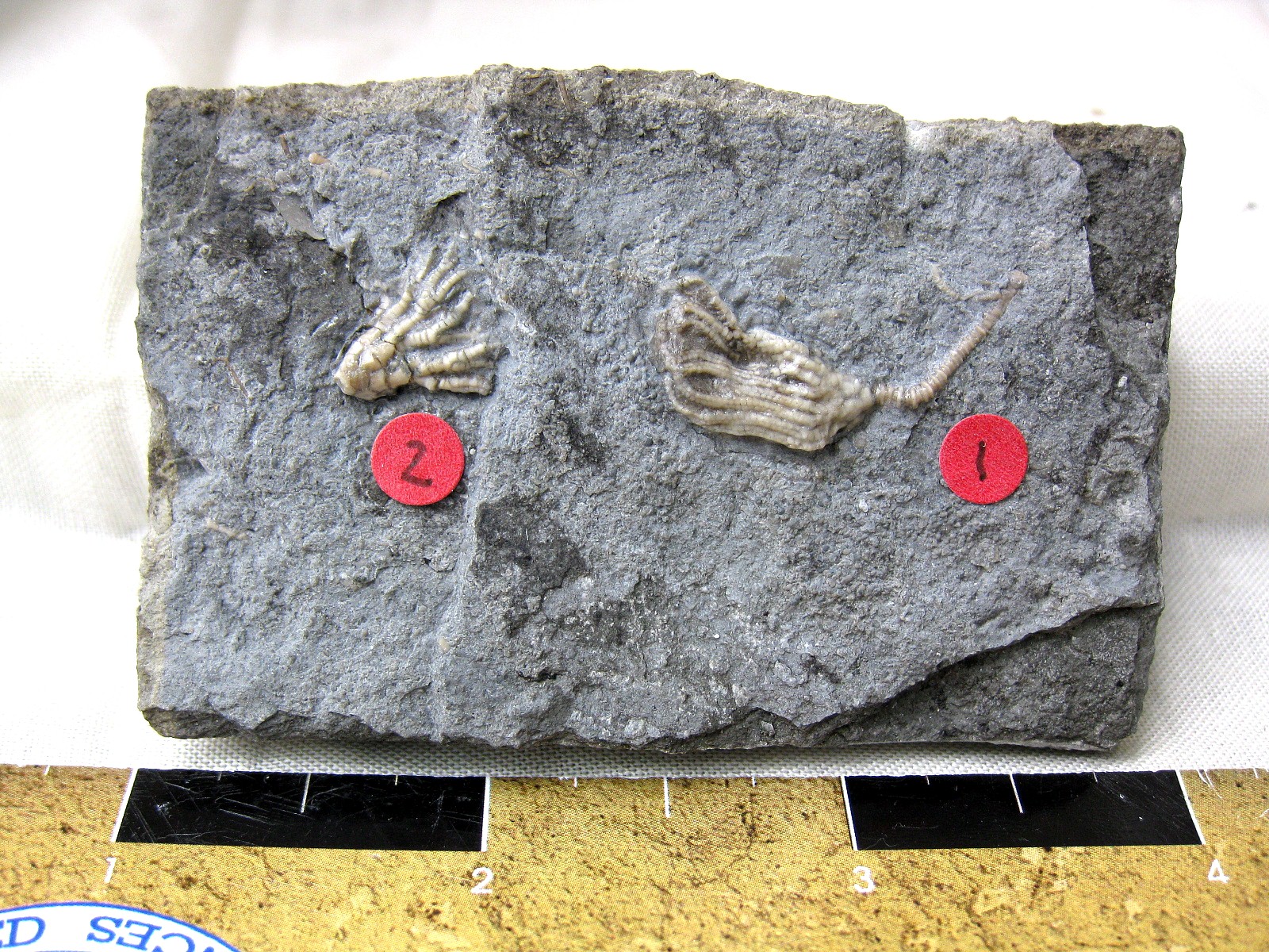 mississippian-gilmore-city-iowa-crinoid-43.jpg | Fossils for Sale