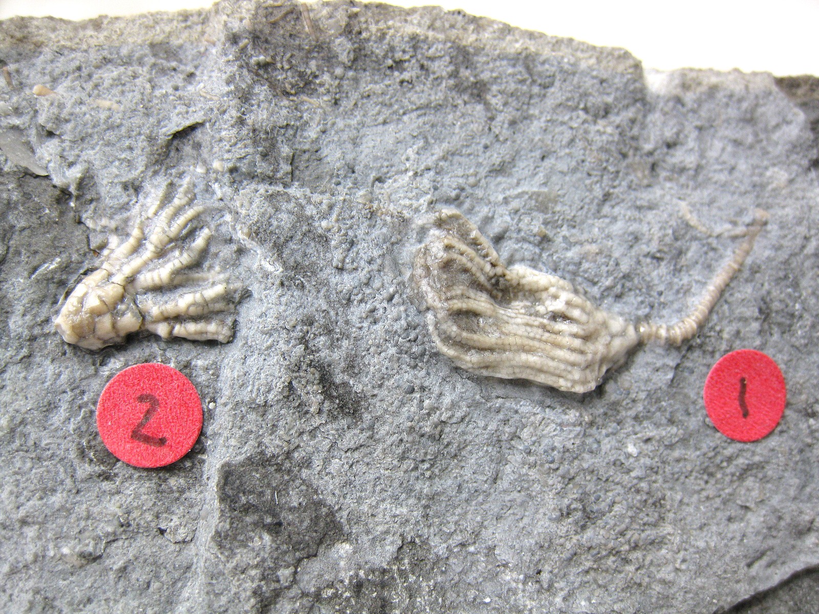 mississippian-gilmore-city-iowa-crinoid-43a.jpg | Fossils for Sale