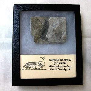 Genuine Mississippian Age Trilobite Trackway #6 For Sale From Indiana