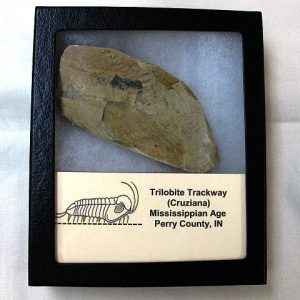 Genuine Mississippian Age Trilobite Trackway #7 For Sale From Indiana