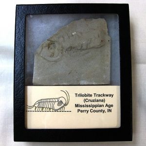 Genuine Mississippian Age Trilobite Trackway #8 For Sale From Indiana