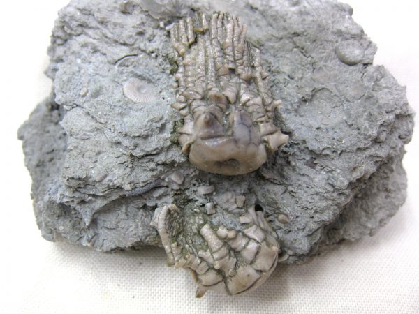 Kentucky Tholocrinus Crinoid #13 - Image 2