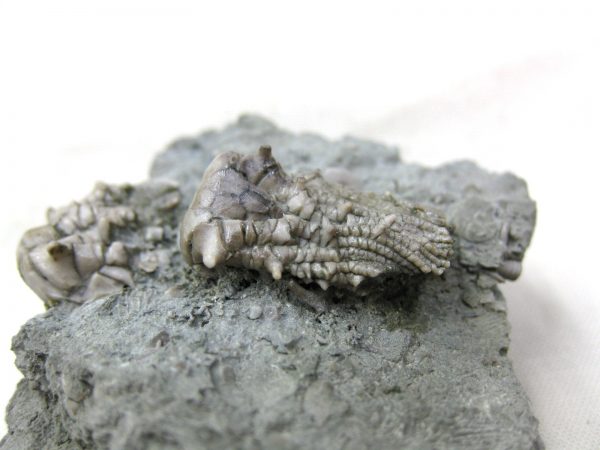 Kentucky Tholocrinus Crinoid #13 - Image 6