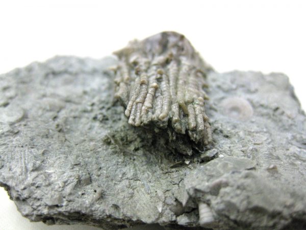 Kentucky Tholocrinus Crinoid #13 - Image 5
