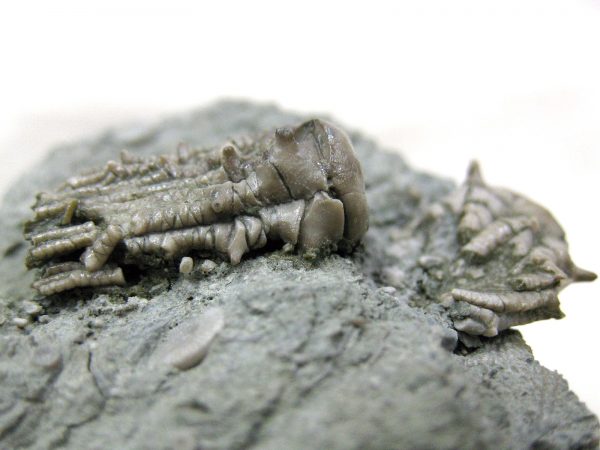 Kentucky Tholocrinus Crinoid #13 - Image 4