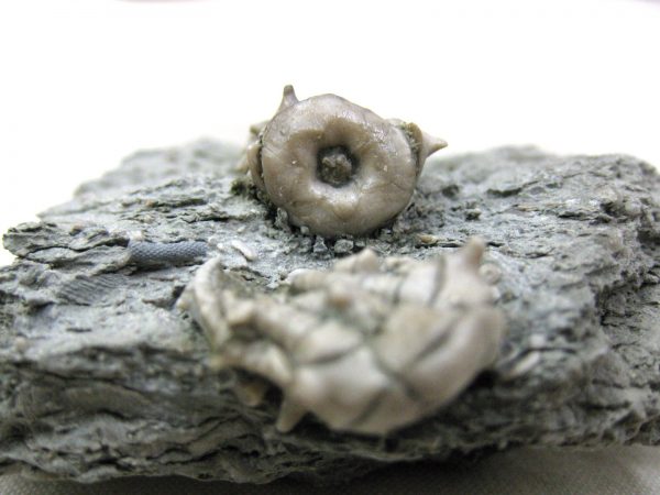 Kentucky Tholocrinus Crinoid #13 - Image 3
