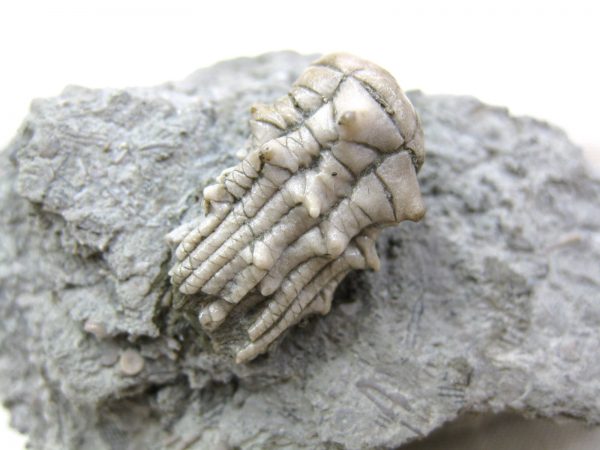 Kentucky Tholocrinus Crinoid #24 - Image 2
