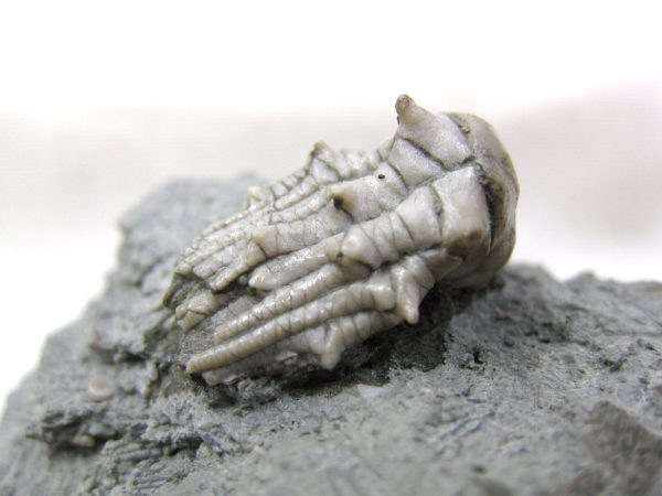 Kentucky Tholocrinus Crinoid #24 - Image 6