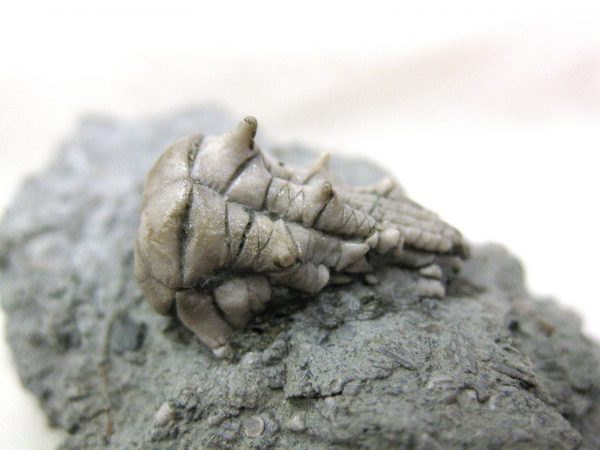 Kentucky Tholocrinus Crinoid #24 - Image 5
