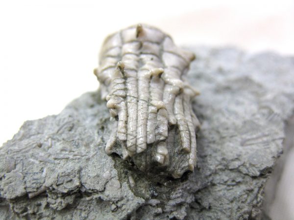 Kentucky Tholocrinus Crinoid #24 - Image 4