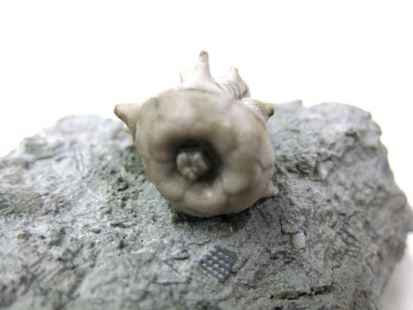 Kentucky Tholocrinus Crinoid #24 - Image 3