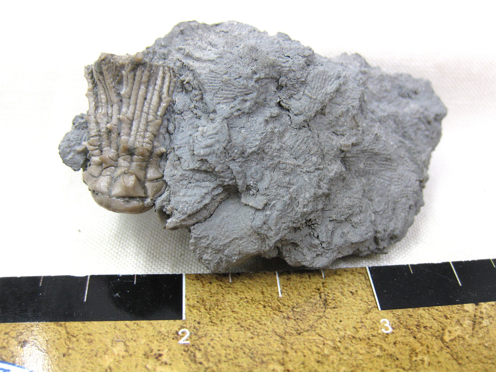 mississippian-kentucky-tholocrinus-crinoid-5.jpg | Fossils for Sale