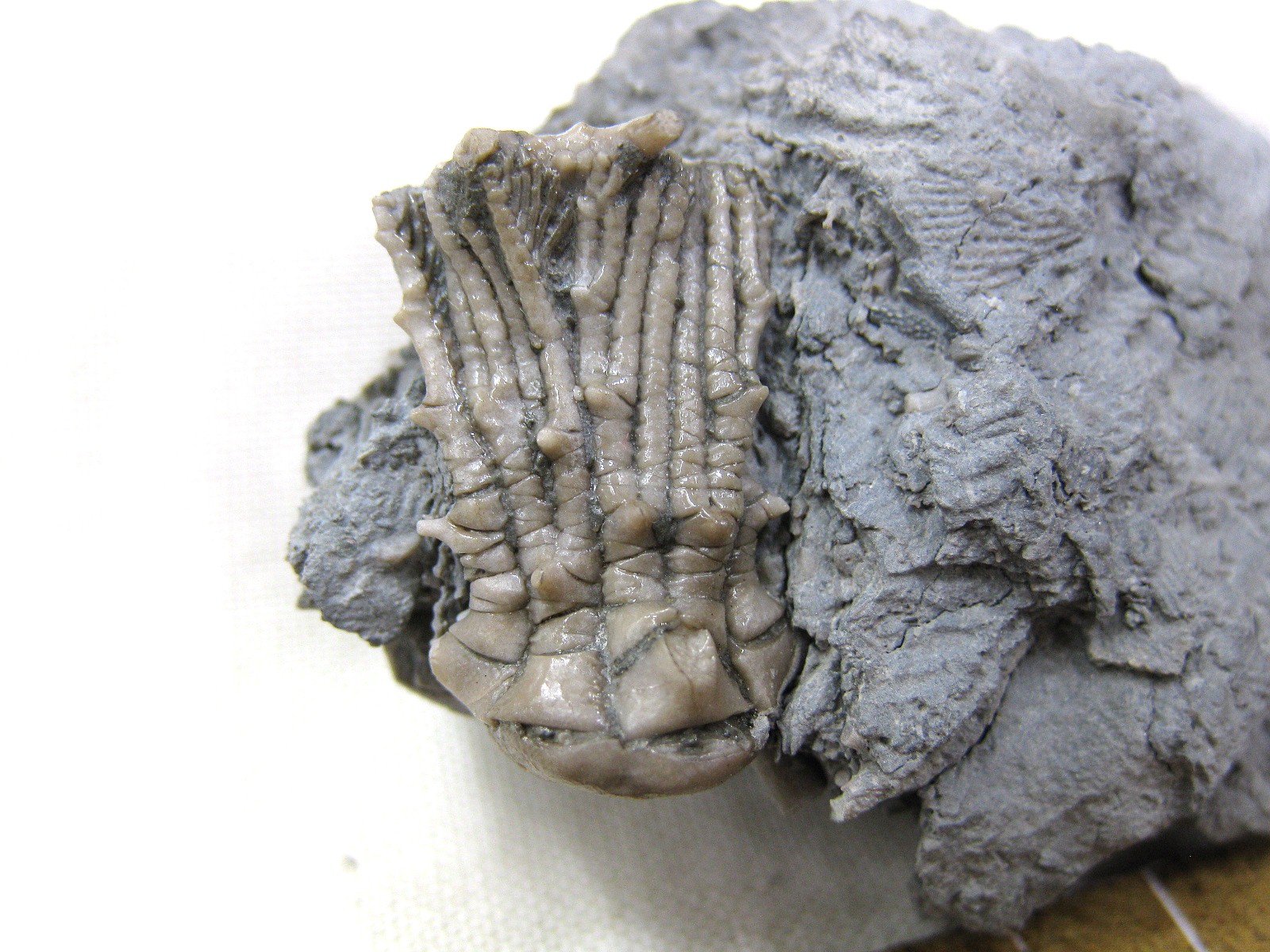 mississippian-kentucky-tholocrinus-crinoid-5a.jpg | Fossils for Sale