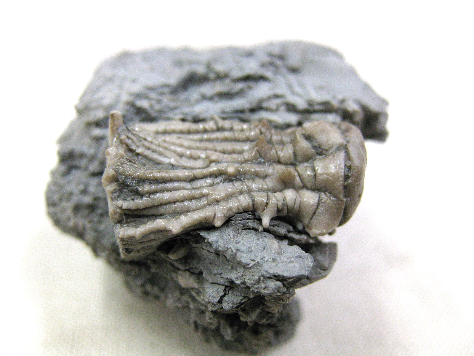 mississippian-kentucky-tholocrinus-crinoid-5b.jpg | Fossils for Sale