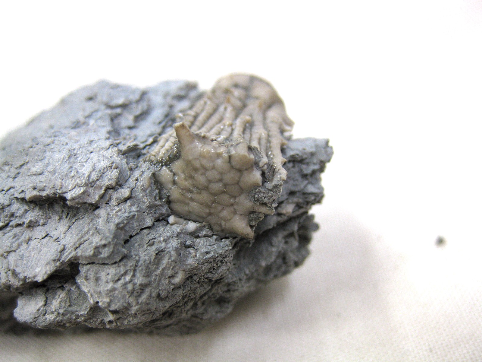 mississippian-kentucky-tholocrinus-crinoid-5c.jpg | Fossils for Sale