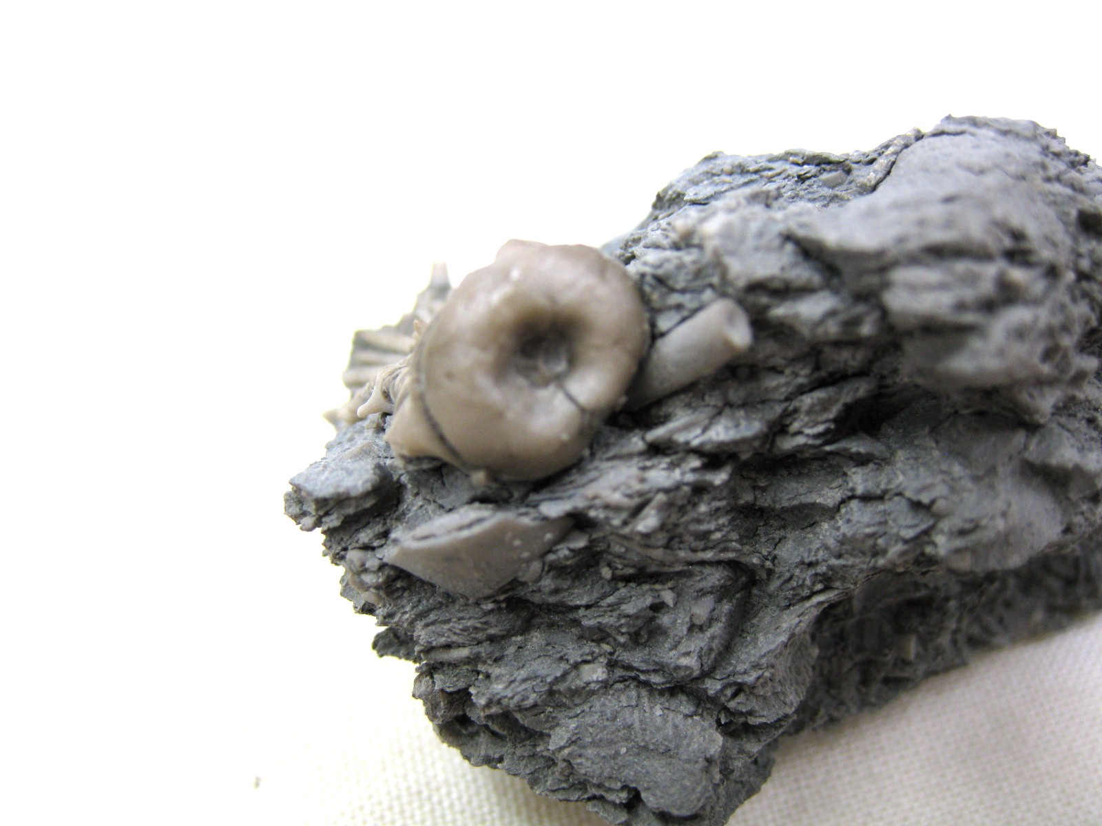 mississippian-kentucky-tholocrinus-crinoid-5d.jpg | Fossils for Sale