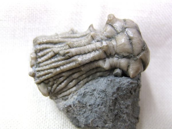 Kentucky Tholocrinus Crinoid #8 - Image 2
