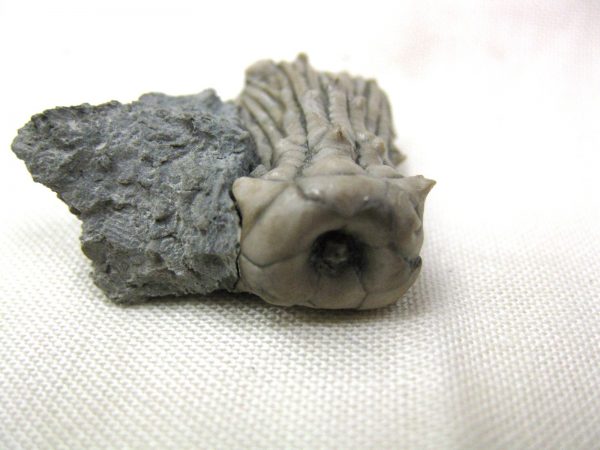 Kentucky Tholocrinus Crinoid #8 - Image 6