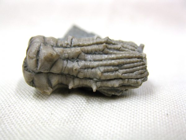 Kentucky Tholocrinus Crinoid #8 - Image 5