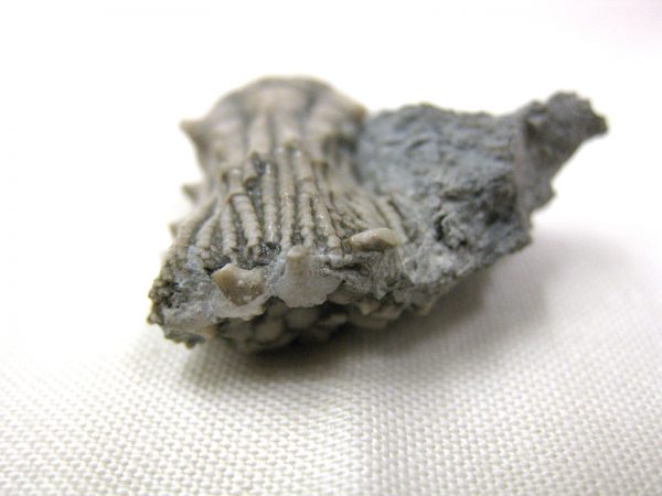 Kentucky Tholocrinus Crinoid #8 - Image 4