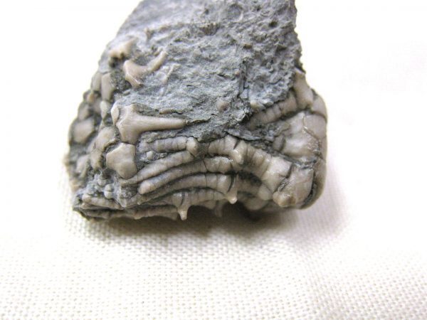 Kentucky Tholocrinus Crinoid #8 - Image 3
