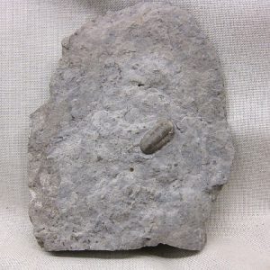 Genuine Mississippian Age Ameropiltonia Trilobite #5 For Sale